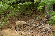 Vlci se stávají běžnou součástí naší přírody. Foto: Deník/Pigula Topi