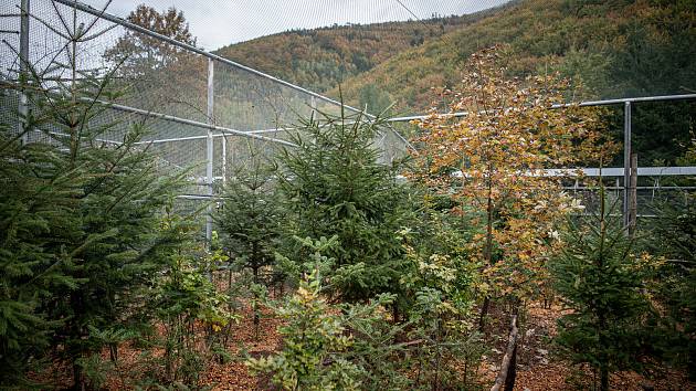 Lesy ČR v Beskydech vypustili 14 tetřevů, 3. října 2022, Řepčonce obec Krásná