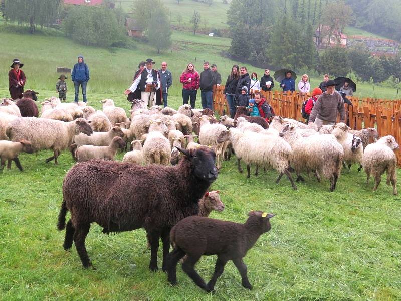 V Košařiskách nedaleko Jablunkova se v sobotu konalo tradiční vyhánění ovcí s názvem Miyszani Lowiec.