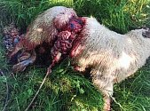 Tomáš Vančura z Raškovic patří k poškozeným chovatelům, ovce má teď raději v podhůří ve Vyšních Lhotách, 10. 8. 2023.