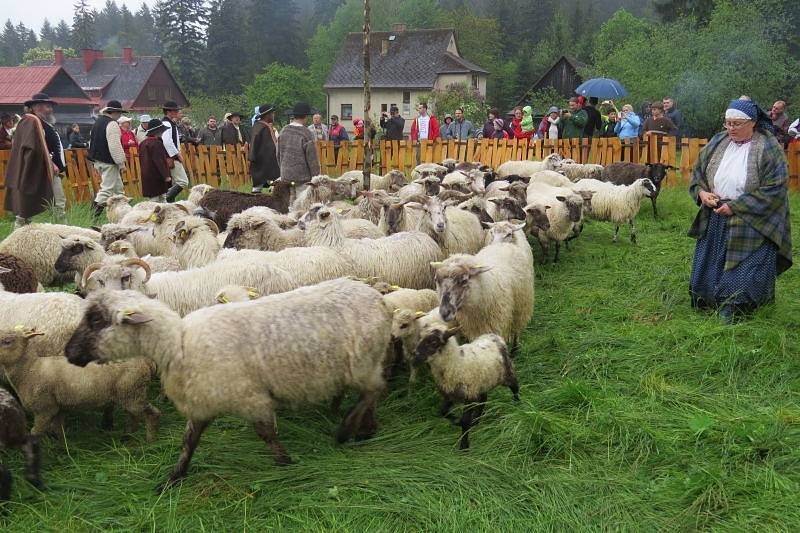 V Košařiskách nedaleko Jablunkova se v sobotu konalo tradiční vyhánění ovcí s názvem Miyszani Lowiec.