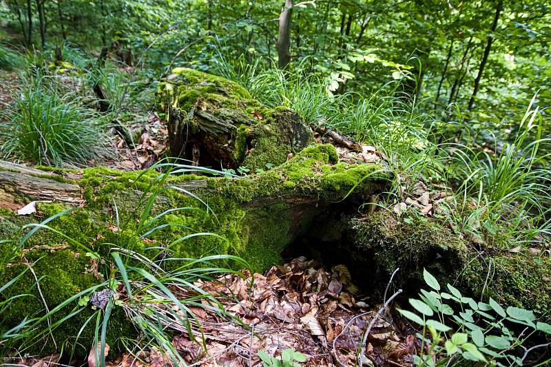 Prales Mionší leží v Těšínských Beskydech u obce Dolní Lomná na Frýdecko-Místecku a patří mezi nejzachovalejší svého druhu.