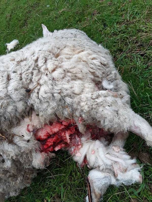 Téměř v centru obce Bystřice usmrtil v květnu v noci vlk jednu ovci.