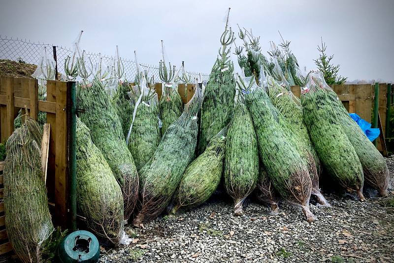 Prodej vánočních stromků na plantáži Stromečkárna, Baška, 2. 12. 2022