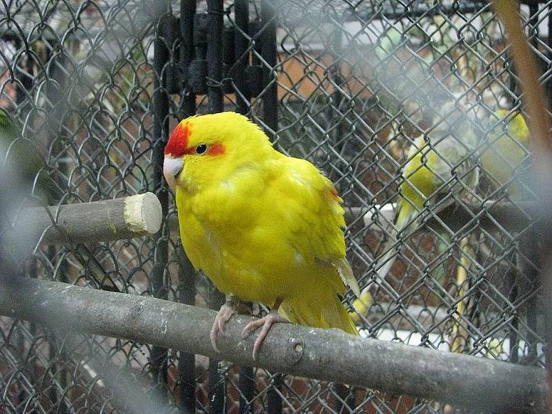 Chovatelé exotického a okrasného ptactva připravili tradiční výstavu, která je k vidění na Zámeckém náměstí ve Frýdku-Místku. I v sobotu 17. října si ji nenechalo ujít hodně lidí.