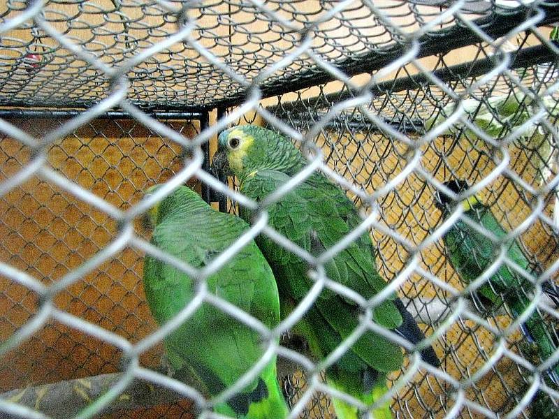 Chovatelé exotického a okrasného ptactva připravili tradiční výstavu, která je k vidění na Zámeckém náměstí ve Frýdku-Místku. I v sobotu 17. října si ji nenechalo ujít hodně lidí.