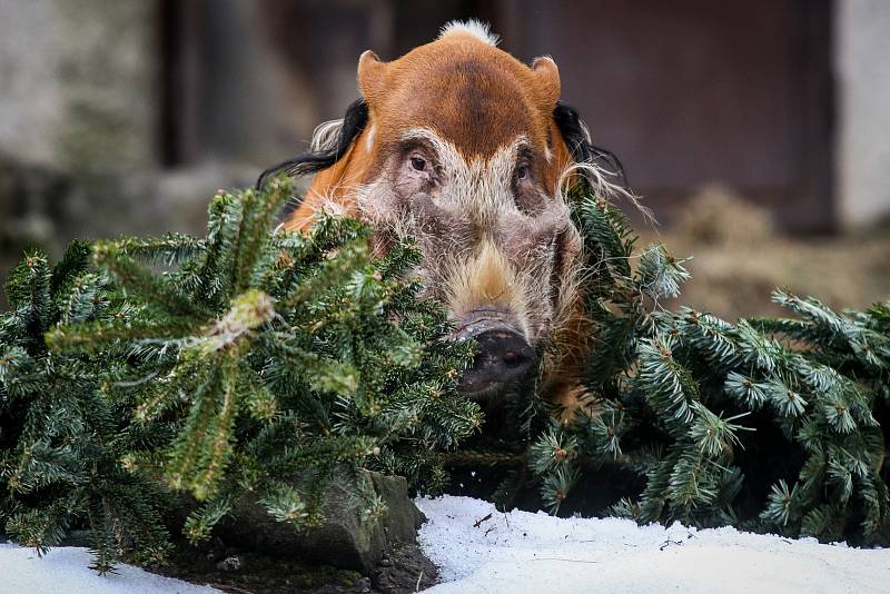Ve čtvrtek začíná ve Frýdku-Místku svoz vánočních stromků. Ty pak končí různě, na některých si třeba pochutnávají i zvířátka v ZOO.