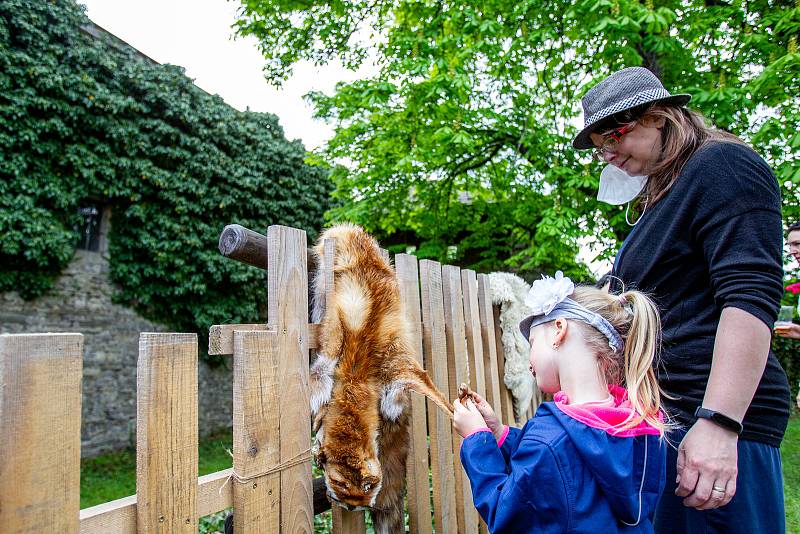 Pěkné počasí přilákalo do obory a na hrad Hukvaldy mnoho návštěvníků. Samotný hrad a jeho okolí využili i filmaři, kteří zde natáčeli historický film, 15. května 2021 Hukvaldy.