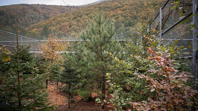Lesy ČR v Beskydech vypustili 14 tetřevů, 3. října 2022, Řepčonce obec Krásná