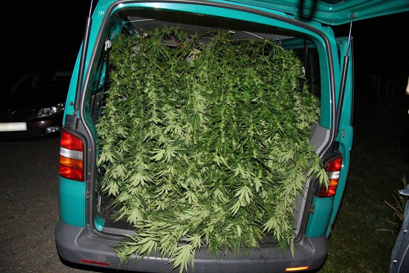 Šestičlennou skupinu, která pěstovala marihuanu, odhalili třinečtí kriminalisté. 
