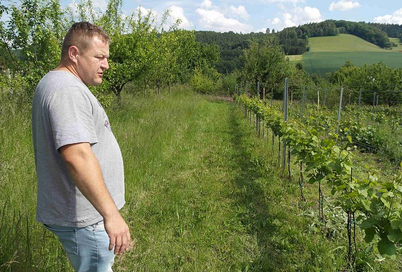 Palkovice, okres Frýdek-Místek, víno, vinohrad, vinař, réva, 2. června 2022.