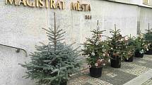 Zdobení vánočních stromečků před magistrátem ve Frýdku-Místku, 23. listopad 2022.