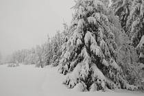 Stromy v Beskydech se bortí pod tíhou sněhu.