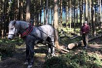Stahování dřeva koňmi, likvidace následků větrné kalamity na Kavalčankách na Bílé v Beskydech, 2. 10. 2023.