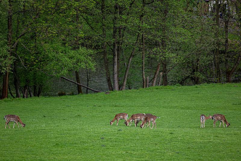 Pěkné počasí přilákalo do obory a na hrad Hukvaldy mnoho návštěvníků. Samotný hrad a jeho okolí využili i filmaři, kteří zde natáčeli historický film, 15. května 2021 Hukvaldy.