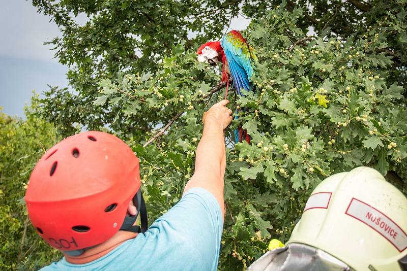 Půlroční Nela se dlouho procházela po bidýlku na zahradě připoutaná provázkem. Ten ji ovšem neudržel a po vystřídání několika okolních stromů se usadila nedaleko svého bydliště ve výšce přibližně 15 metrů.