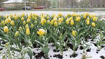 I květinové záhony ve Frýdku-Místku přikryla ve středu 19. dubna sněhová pokrývka