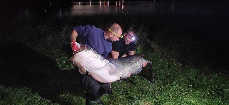 Sumec velký, kterého ulovil rybář Martin Fryč za asistence kolegy Vítězslava Dudy v přehradě Olešná na Frýdecko-Místecku 16. září 2022.