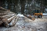 Těžba dřeva v Biskupských lesích, kde se kácí smrky pro stavbu nového kostela v třineckých Gutech.