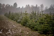 Prodej vánočních stromků z plantáže Stromečkárna, 14. prosince 2023, Baška.
