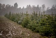 Prodej vánočních stromků z plantáže Stromečkárna, 14. prosince 2023, Baška.