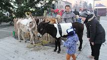 Součástí vánočního trhu bylo ve Frýdlantu nad Ostravicí i rozsvěcování vánočního stromu.