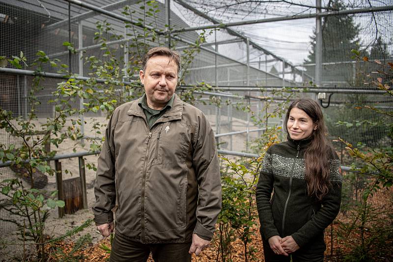 Lesy ČR v Beskydech vypustili 14 tetřevů, 3. října 2022, Řepčonce obec Krásná. Lesní správce Tomáš Peka a pracovnice odchovu tetřevů Adéla Jonáková