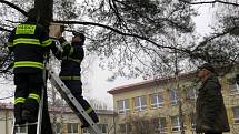 Hasiči připevňují budku na strom u ZŠ Slezská v Třinci. 