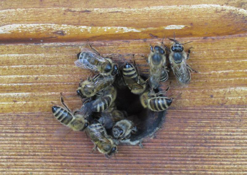 Včelaři. Ilustrační snímek