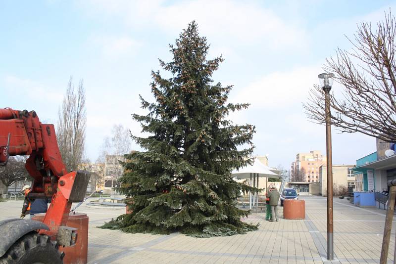 Stavění vánočních stromů v Havířově. Smrk na náměstí Na Terase na Podlesí.