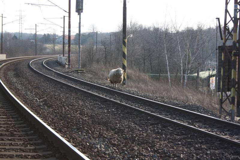 Železniční dopravu v Havířově ohrozil beran na útěku. 
