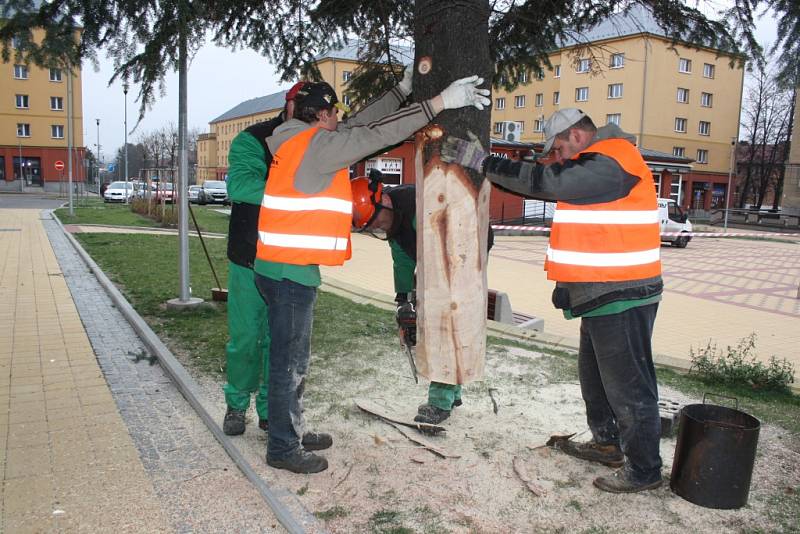 Stavění vánočních stromů v Havířově. Jedle na náměstí TGM na Šumbarku. 