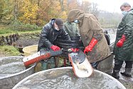 Rybáři z Orlové, výlov rybníka Velký Holotovec, 31. října 2020.