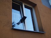 Hasiči v Českém Těšíně zachraňovali kočku, která uvízla v okně.