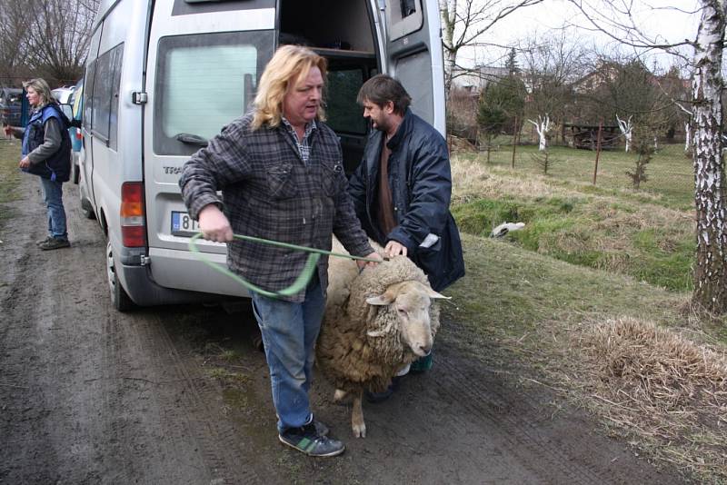 Železniční dopravu v Havířově ohrozil beran na útěku. 