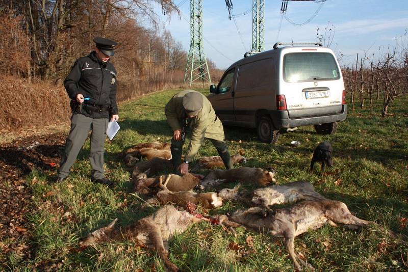 Zdivočelí psi zaútočili na srnčí zvěř v ovocnářských sadech. 