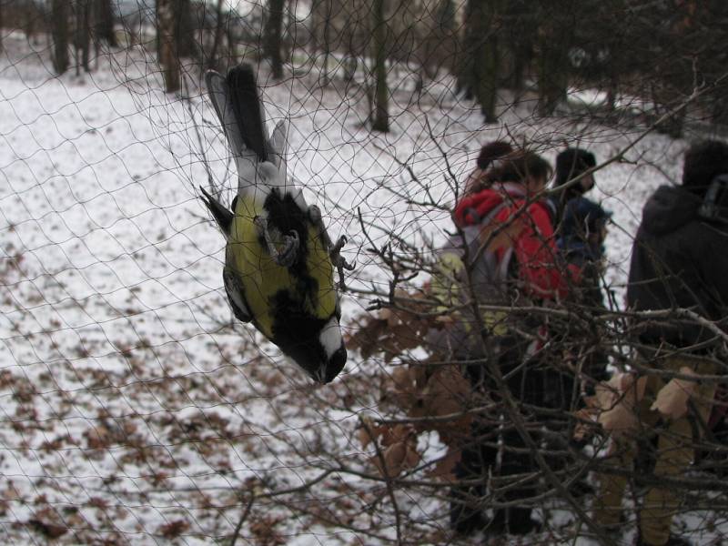 Mladí ochránci zvířat kroužkovali ptáky odchycené do sítí. 