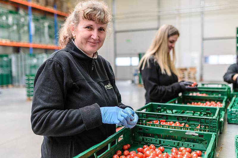 Na farmě Bezdínek začala sklizeň okurek a rajčat.