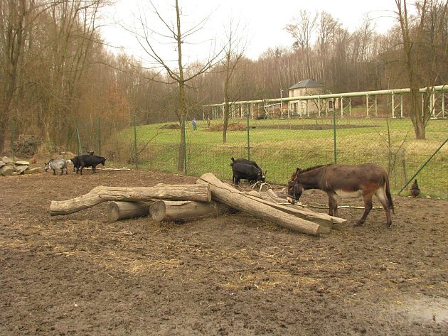 Vánoční krmení na farmě Armády spásy v Havířově. 