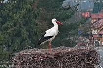 Čapí hnízdo v Dětmarovicích poblíž bývalé lékárny už je letos obsazené. Pták se letos vrátil o dva týdny dřív, než obvykle.