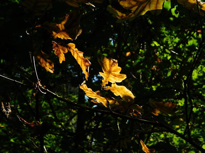Listy se pomalu barví do podzimních barev.