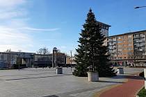 Na náměstí Republiky v centru Havířova už stojí vánoční strom.