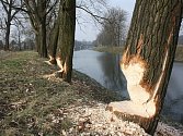 Ve Věřňovicích na břehu Olše ohryzali bobři několik stromů. 