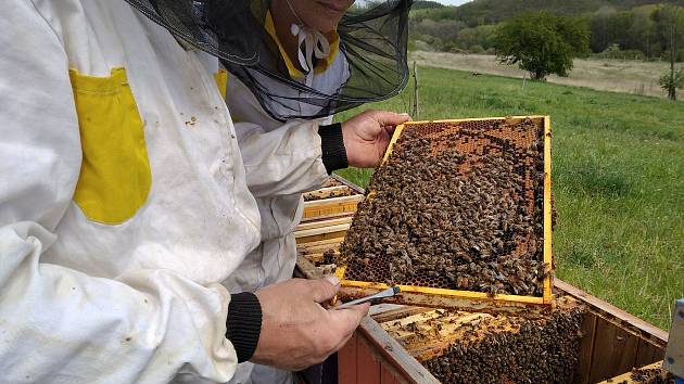 Obce na Karvinsku pomáhají včelařům, ti trpí obrovskými úhyny včelstev. Ilustrační foto.