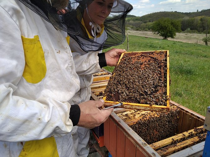Obce na Karvinsku pomáhají včelařům, ti trpí obrovskými úhyny včelstev. Ilustrační foto.