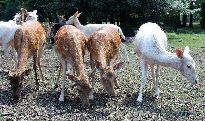 Karvinský zoo koutek v parku Boženy Němcové je nyní plný mláďat, na některá si ale návštěvníci musí počkat, protože je jim zatím lépe ve vnitřních ubikacích.