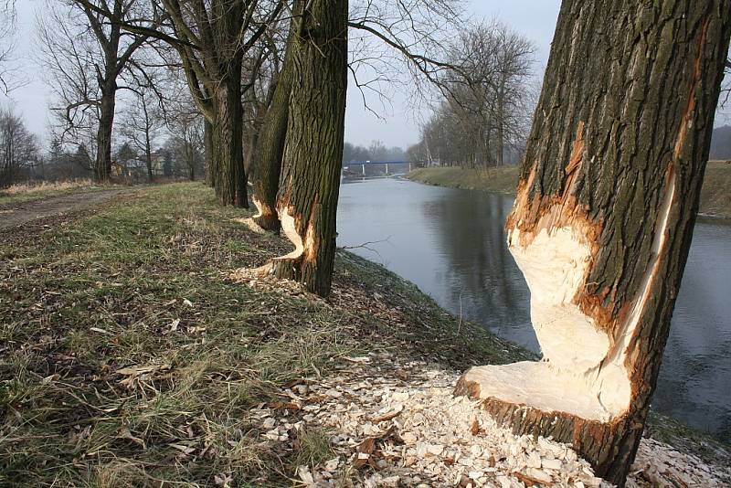 Ve Věřňovicích na břehu Olše ohryzali bobři několik stromů. 