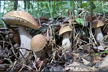 V Havířově začínají růst houby, červen 2022.