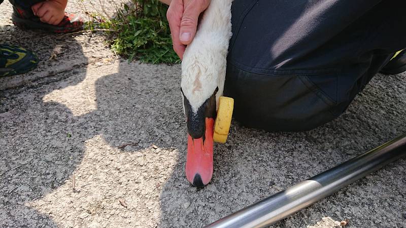 Labutí samec na rybníce Větrov v Petrovicích se po několika dnech dočkal toho, že mu lidé odstranili cizí předmět, který mu z krku visel kolem hlavy.