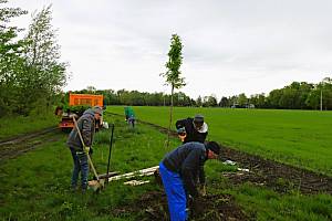 Bohumín založil protihlukovou habrovou stěnu u dálnice. Duben 2024.